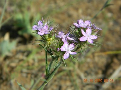Dianthus pseudarmeria, photographed by Galyna Mykytynets