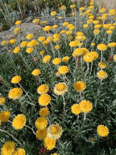 Coronidium monticola, photographed by Nina Kerr