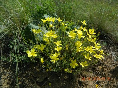 Linum czernjajevii, photographed by Galyna Mykytynets