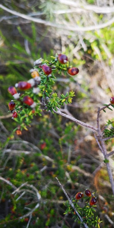 Phylica rogersii, photographed by leandra-k_89