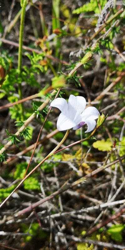 Prismatocarpus pedunculatus, photographed by leandra-k_89