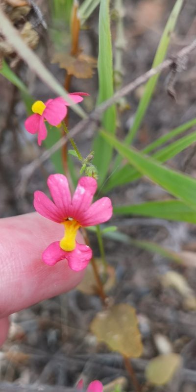 Nemesia pageae, photographed by leandra-k_89