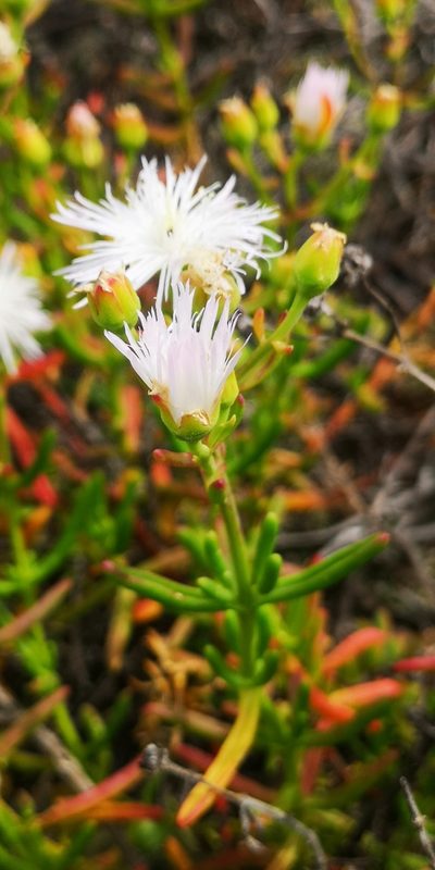 Mesembryanthemum longistylum, photographed by leandra-k_89