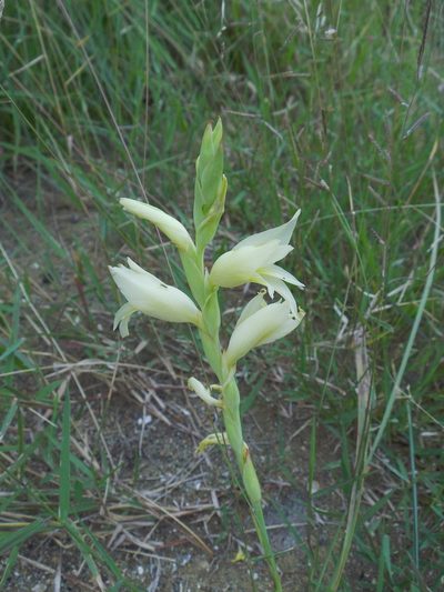 Gladiolus elliotii, photographed by Gerhard Sieburg