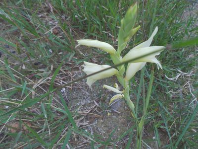 Gladiolus elliotii, photographed by Gerhard Sieburg