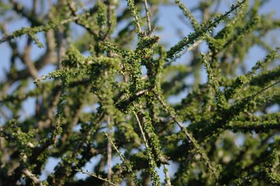 Boscia foetida, photographed by Gerhard Sieburg