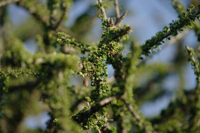 Boscia foetida, photographed by Gerhard Sieburg