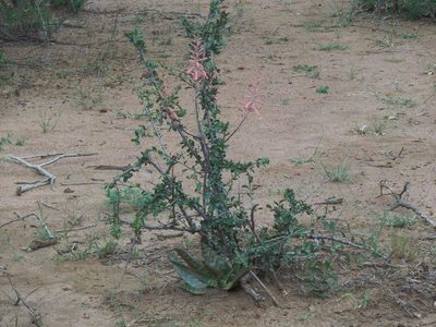 Aloe zebrina, photographed by Gerhard Sieburg