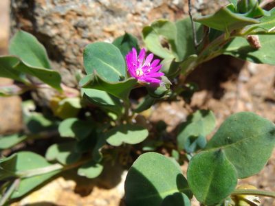 Corbichonia decumbens, photographed by Gerhard Sieburg