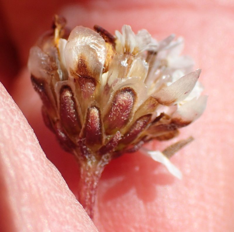 Ursinia heterodonta, photographed by Nicola van Berkel
