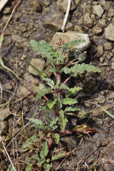 Monsonia brevirostrata, photographed by Tony Rebelo