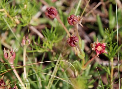 Delosperma crassuloides, photographed by Tony Rebelo