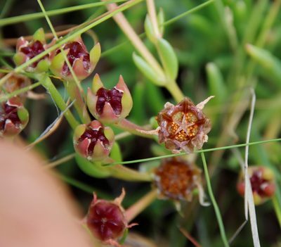 Delosperma crassuloides, photographed by Tony Rebelo