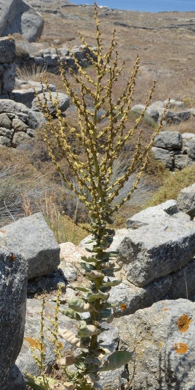Verbascum lasianthum, photographed by Zac Peterson