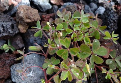 Oxalis chnoodes, photographed by Peter de Lange