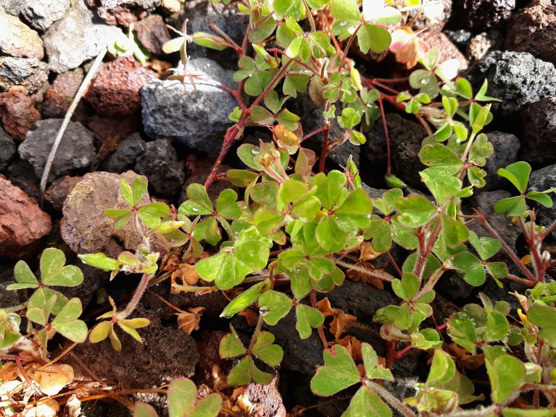 Oxalis chnoodes, photographed by Peter de Lange