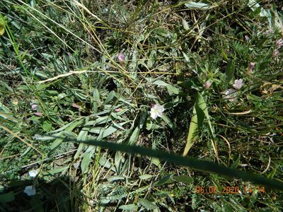 Convolvulus lineatus, photographed by Galyna Mykytynets