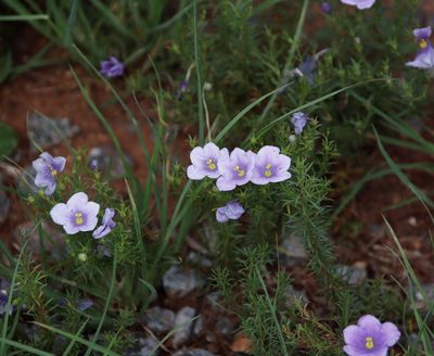 Nierembergia linariifolia, photographed by Tony Rebelo
