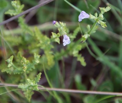Salvia stenophylla, photographed by Tony Rebelo