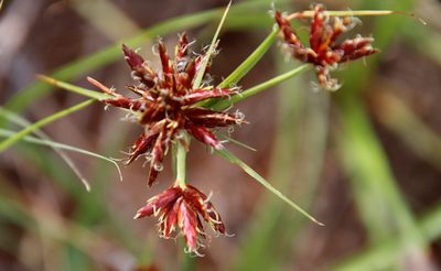 Cyperus usitatus, photographed by Tony Rebelo