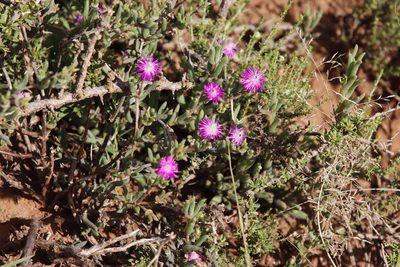 Trichodiadema pomeridianum, photographed by Tony Rebelo