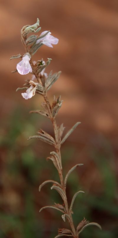 Stachys hyssopoides, photographed by Tony Rebelo