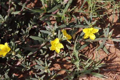 Talinum afrum, photographed by Tony Rebelo