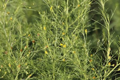 Schkuhria pinnata, photographed by Tony Rebelo