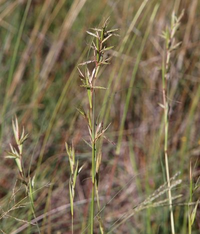 Cymbopogon pospischilii, photographed by Tony Rebelo