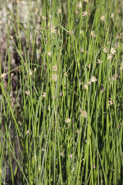 Schoenoplectiella decipiens, photographed by Tony Rebelo