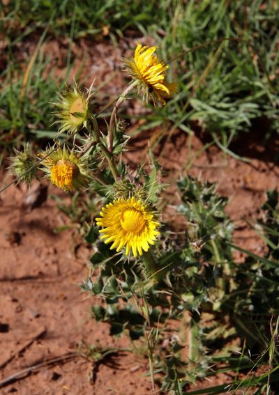 Berkheya discolor, photographed by Tony Rebelo