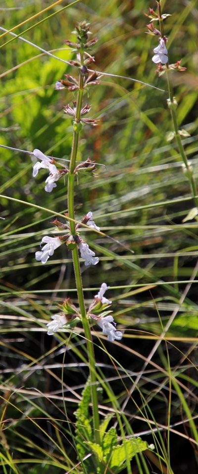 Salvia repens, photographed by Tony Rebelo