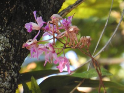Laelia autumnalis, photographed by Sandino Guerrero