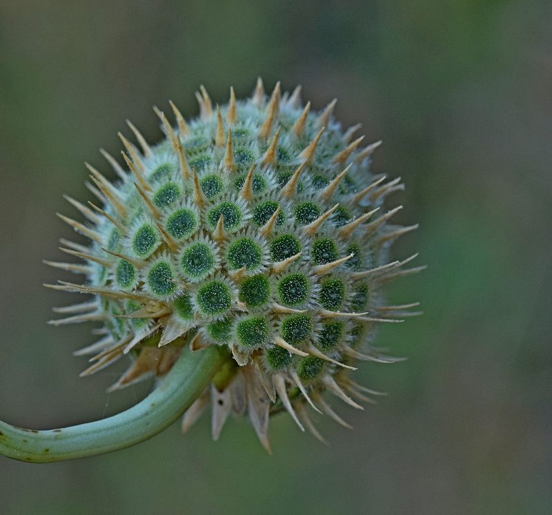 Cephalaria ambrosioides, photographed by Kostas Zontanos