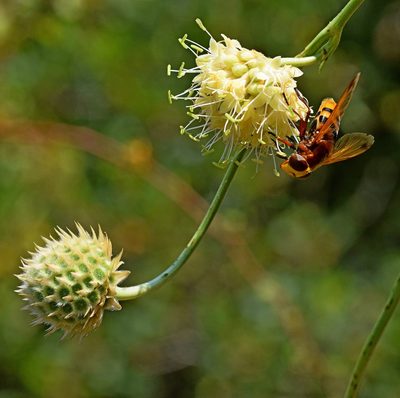 Cephalaria ambrosioides, photographed by Kostas Zontanos