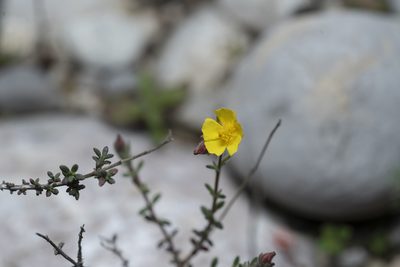 Fumana thymifolia, photographed by Eleftherios Katsillis