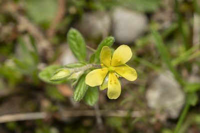 Helianthemum salicifolium, photographed by Eleftherios Katsillis