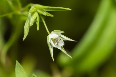 Sabulina tenuifolia, photographed by Eleftherios Katsillis