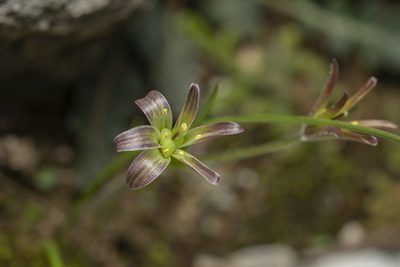 Gagea peduncularis, photographed by Eleftherios Katsillis
