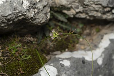 Gagea peduncularis, photographed by Eleftherios Katsillis