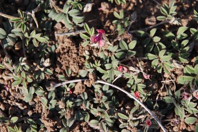 Indigofera alternans, photographed by Tony Rebelo