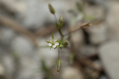 Sabulina tenuifolia, photographed by Eleftherios Katsillis