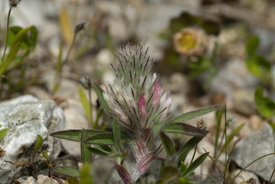 Trifolium infamia-ponertii, photographed by Eleftherios Katsillis