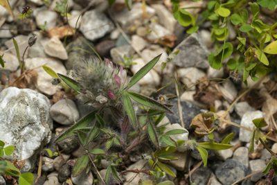 Trifolium infamia-ponertii, photographed by Eleftherios Katsillis