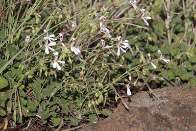 Pelargonium dichondrifolium, photographed by Tony Rebelo
