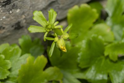 Ranunculus creticus, photographed by Eleftherios Katsillis