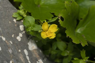 Ranunculus creticus, photographed by Eleftherios Katsillis