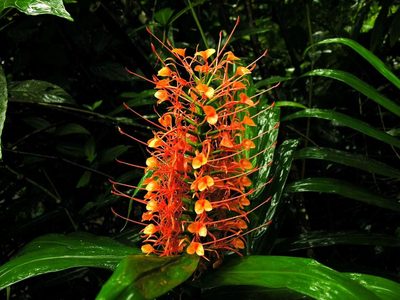 Hedychium coccineum, photographed by Todd Boland