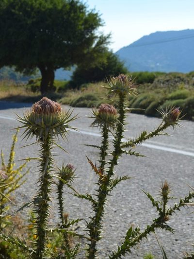 Onopordum caulescens, photographed by Zac Peterson