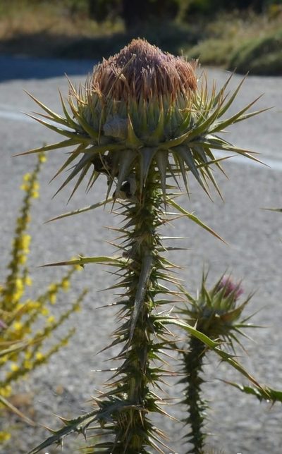 Onopordum caulescens, photographed by Zac Peterson